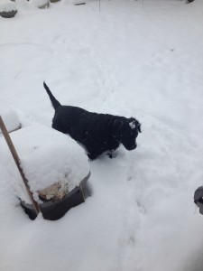 Loretta in snow