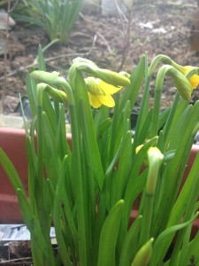 daffodills 2